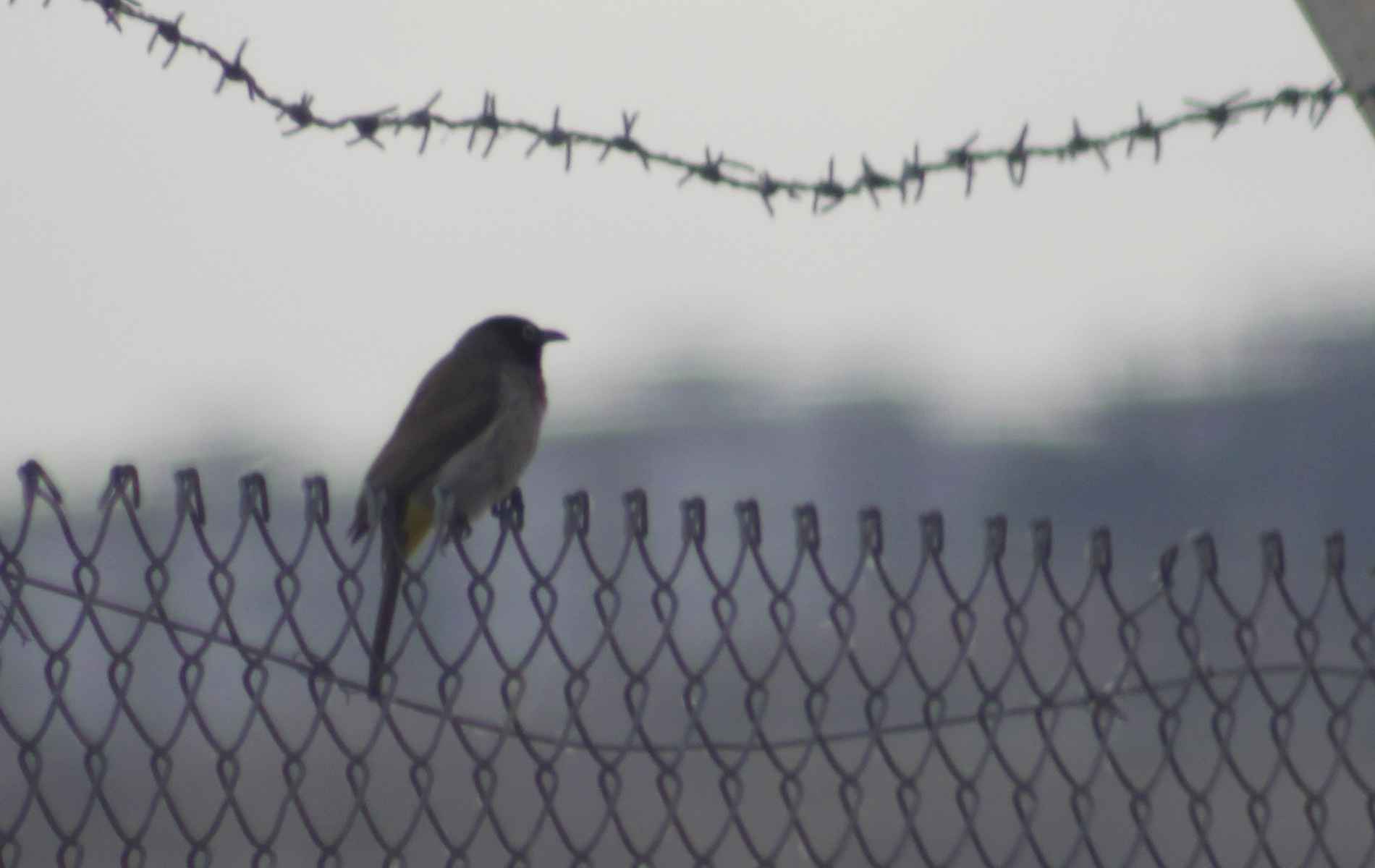White-spectacled Bulbul